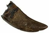 Serrated, Tyrannosaur (Nanotyrannus) Tooth - Montana #350368-1